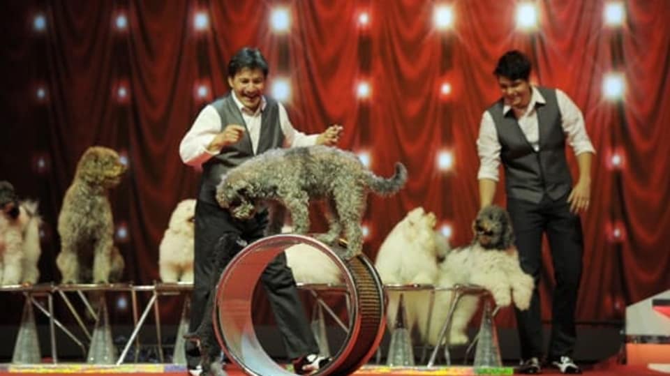Olate dogs